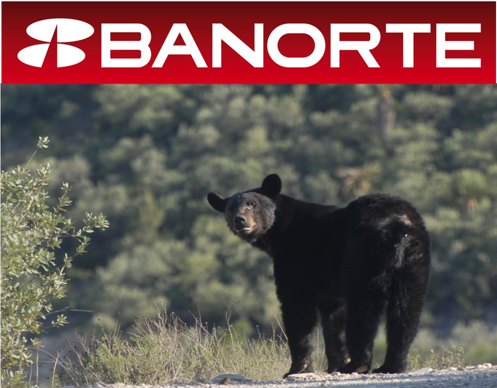Banorte, MÉXICO2 y Profauna unen esfuerzos para la conservación del oso negro en Coahuila