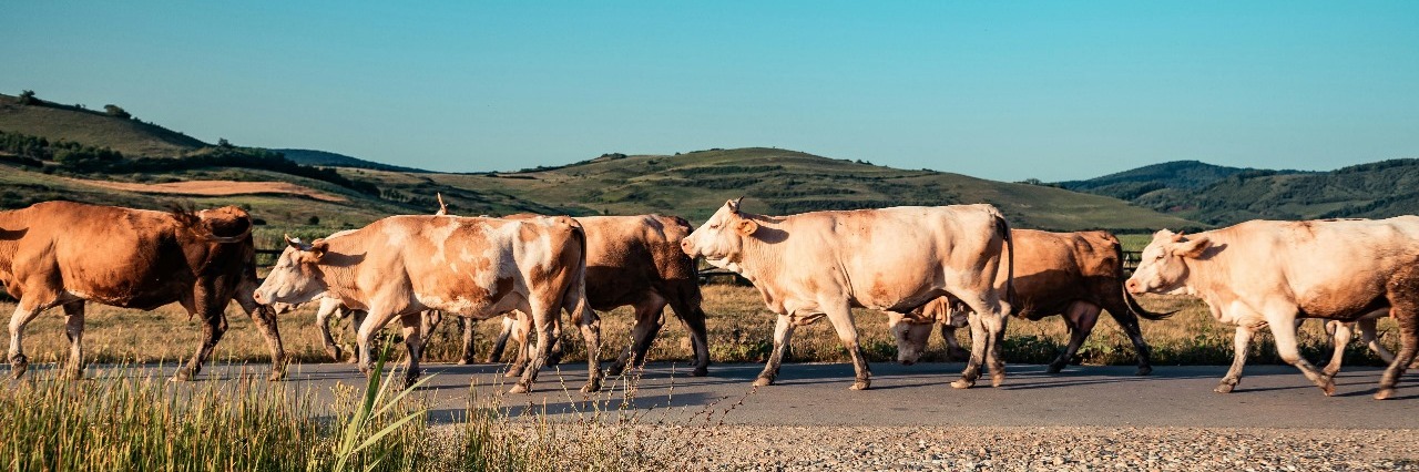 Dinamarca introduce Impuesto al Carbono para Ganadería